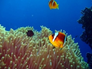 Buceo en Capo Peloro 